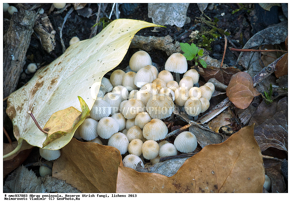 ����������, �����, ����������, �����, �����, ���������