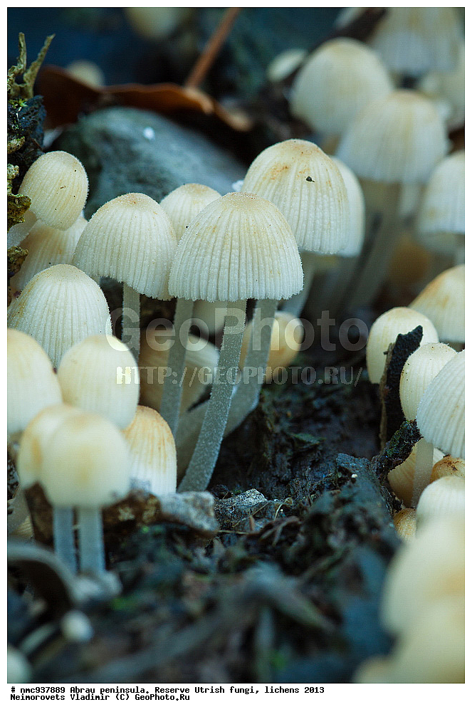 ����������, �����, ����������, �����, �����, ���������