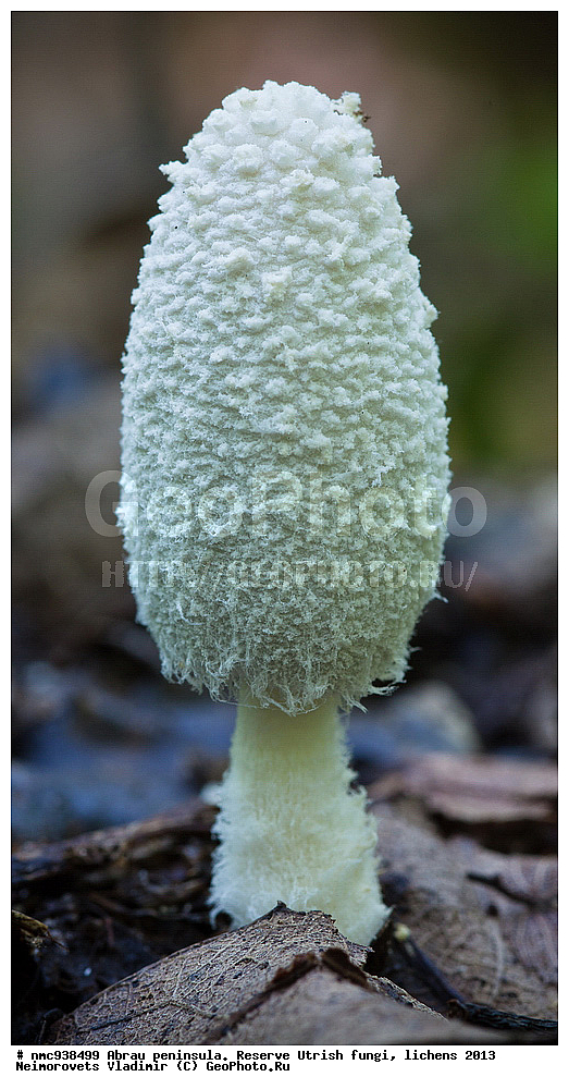 ����������, �����, ����������, �����, �����, ���������