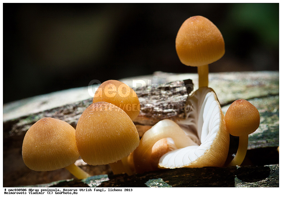 ����������, �����, ����������, �����, �����, ���������