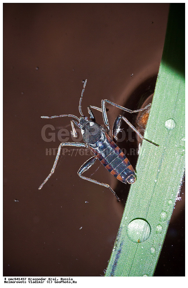 ������������� ����, ������, ����������, �����, ����������, �����, ��������, ��������, ���������, ���������, XYZ, �����-�������, Veliidae, ����� �������, Velia mancinii mancinii, ��������� �����, ��������������, �������������, ��������������