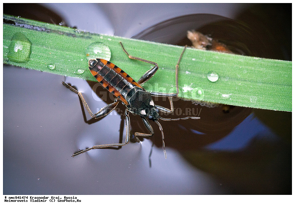 ������������� ����, ������, ����������, �����, ����������, �����, ��������, ��������, ���������, ���������, XYZ, �����-�������, Veliidae, ����� �������, Velia mancinii mancinii, ��������� �����, ��������������, �������������, ��������������