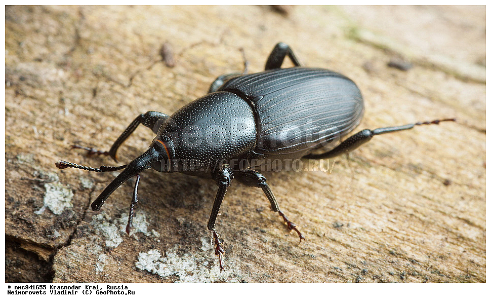 ������������� ����, ������, ����������, �����, ����������, �����, ��������, ��������, ���������, ���������, ���, ����, XYZ, �����������, Dryophthoridae, ���������� ����������, ���������� ����������, Sphenophorus abbreviatus, ��������������, �������������, ��������������