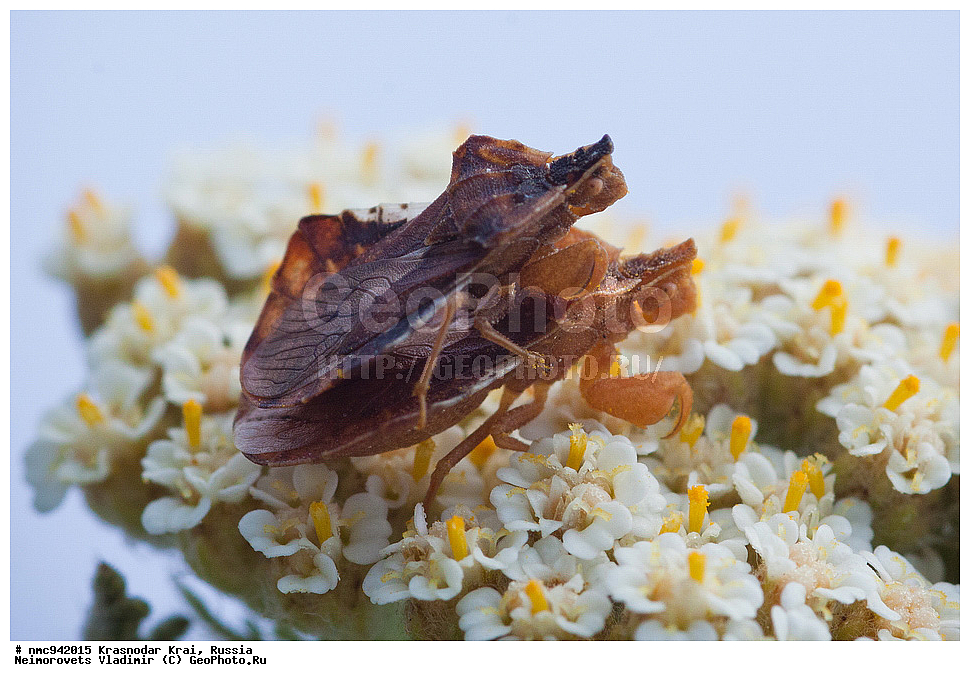 ������������� ����, ������, ����������, �����, ����������, �����, ��������, ��������, ���������, ���������, XYZ, �������, Reduviidae, ������ �����������, ������ ������������, ���������� �����������, Phymata crassipes, ��������������, �������������, ��������������