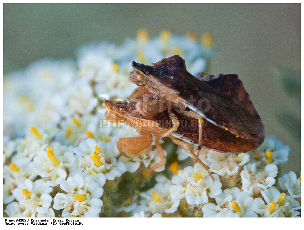 ������������� ����, ������, ����������, �����, ����������, �����, ��������, ��������, ���������, ���������, XYZ, �������, Reduviidae, ������ �����������, ������ ������������, ���������� �����������, Phymata crassipes, ��������������, �������������, ��������������