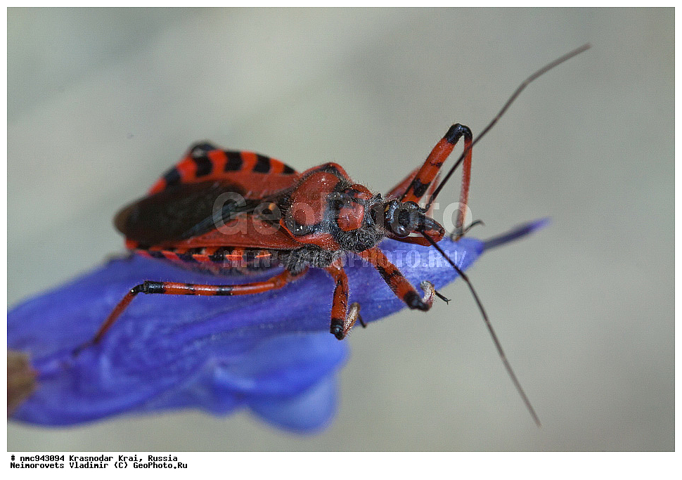 ������������� ����, ������, ����������, �����, ����������, �����, ��������, ��������, ���������, ���������, XYZ, �������, Reduviidae, ��������� �������, ����-������, Rhynocoris iracundus, ��������������, �������������, ��������������