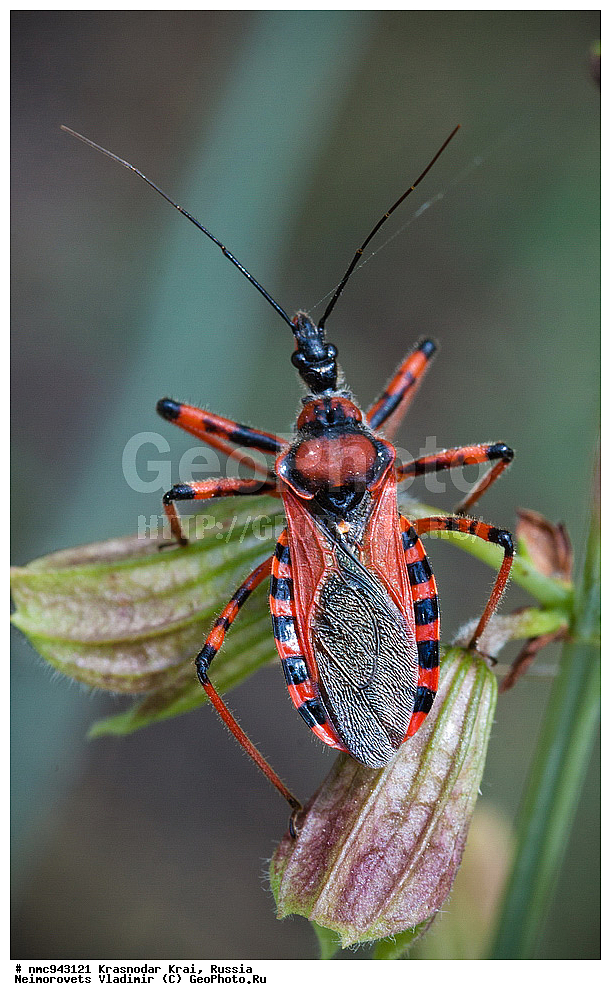 ������������� ����, ������, ����������, �����, ����������, �����, ��������, ��������, ���������, ���������, XYZ, �������, Reduviidae, ��������� �������, ����-������, Rhynocoris iracundus, ��������������, �������������, ��������������