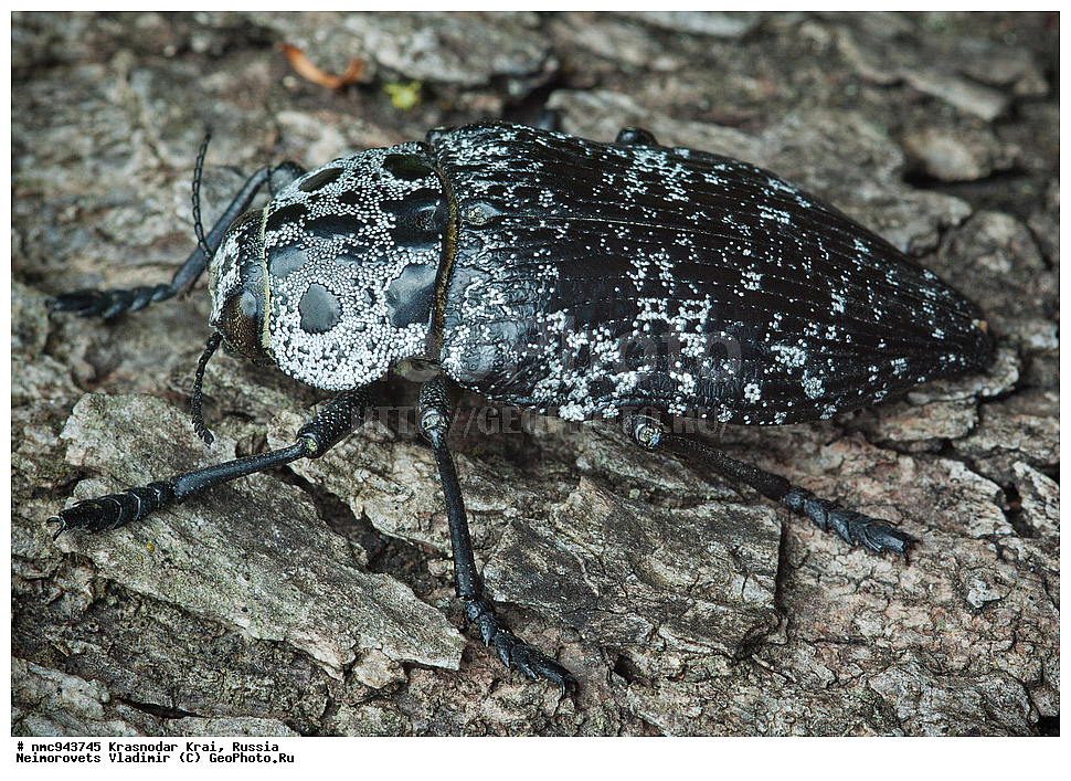 ������������� ����, ������, ����������, �����, ����������, �����, ��������, ��������, ���������, ���������, ���, ����, XYZ, ������, Buprestidae, ������ �����������, ����������� ������, ����������� ��������� ������, ������ ����������� ���������, Capnodis parumstriata, ��������������, �������������, ��������������