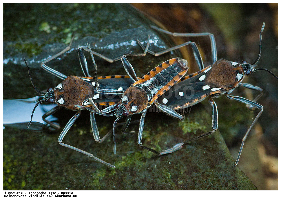 ������������� ����, ������, ����������, �����, ����������, �����, ��������, ��������, ���������, ���������, XYZ, �����-�������, Veliidae, ����� �������, Velia mancinii mancinii, ����������� �����, ��������� �����, ��������������, �������������, ��������������