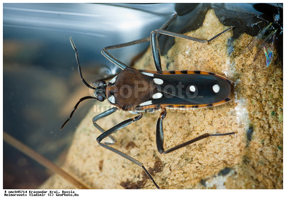 ������������� ����, ������, ����������, �����, ����������, �����, ��������, ��������, ���������, ���������, XYZ, �����-�������, Veliidae, ����� �������, Velia mancinii mancinii, ����������� �����, ��������������, �������������, ��������������