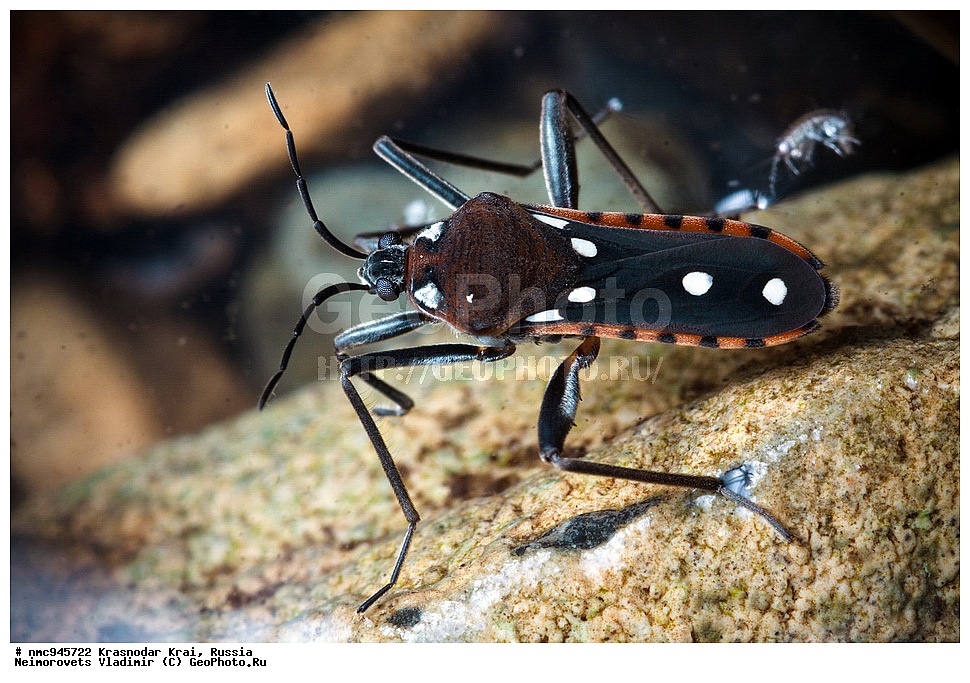 ������������� ����, ������, ����������, �����, ����������, �����, ��������, ��������, ���������, ���������, XYZ, �����-�������, Veliidae, ����� �������, Velia mancinii mancinii, ����������� �����, ��������������, �������������, ��������������