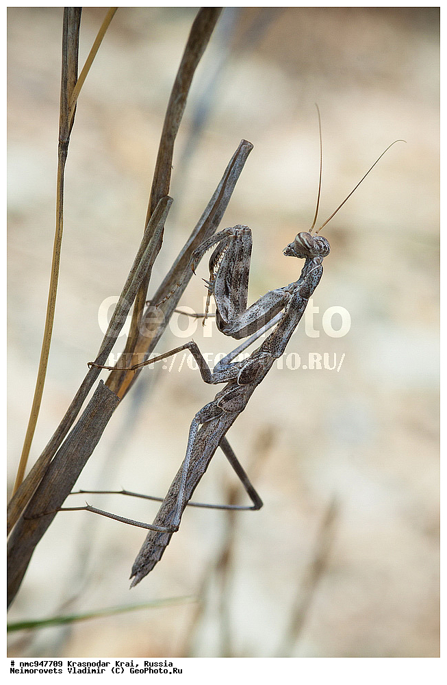 ������������� ����, ������, ����������, �����, ����������, �����, ��������, ��������, ���������, ���������, XYZ, ��������� ��������, Mantidae, ��������� ��������, ��������� �������������, ������� ����������������, Bolivaria brachyptera, ��������������, �������������, ��������������