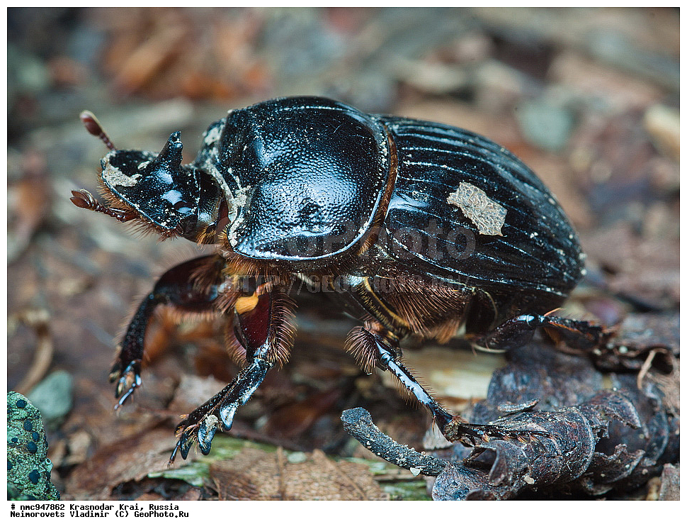 ������������� ����, ������, ����������, �����, ����������, �����, ��������, ��������, ���������, ���������, ���, ����, XYZ, ���������������, Scarabaeidae, Scarabaeidae, ������ ����, ���� ������, Copris lunaris, ��������������, �������������, ��������������