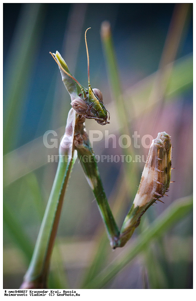 ������������� ����, ������, ����������, �����, ����������, �����, ��������, ��������, ���������, ���������, XYZ, ������, ��������, Empusidae, ������ ���������, ��������� ������, Empusa fasciata, ��������������, �������������, ��������������