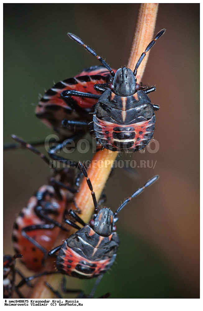 ������������� ����, ������, ����������, �����, ����������, �����, ��������, ��������, ���������, ���������, XYZ, ��������� �������, Pentatomidae, �������� ����������, Codophila varia, Cimex varius, ������� (IV-V), ��������������, �������������, ��������������