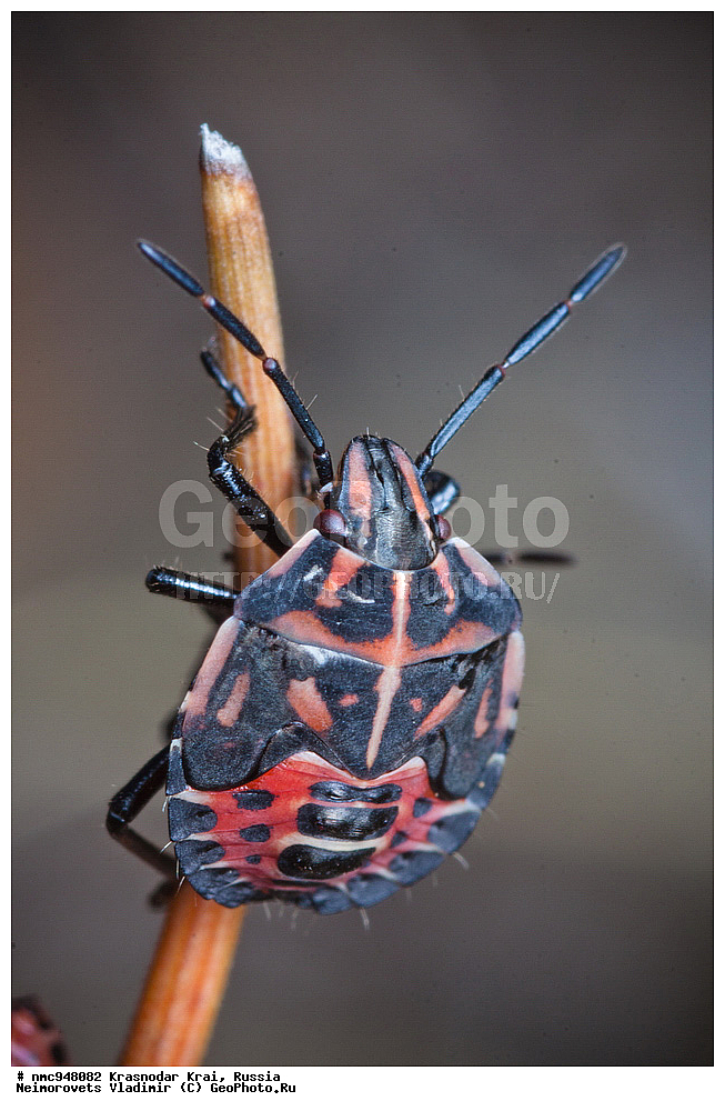 ������������� ����, ������, ����������, �����, ����������, �����, ��������, ��������, ���������, ���������, XYZ, ��������� �������, Pentatomidae, �������� ����������, Codophila varia, Cimex varius, ������� (V), ��������������, �������������, ��������������