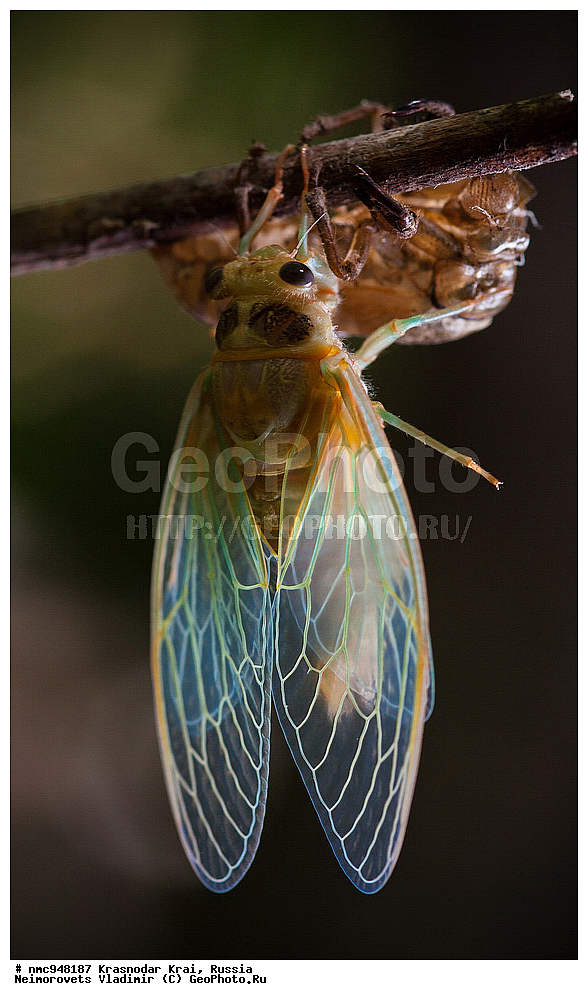 ������������� ����, ������, ����������, �����, ����������, �����, ��������, ��������, ���������, ���������, XYZ, ������, ������ ������,��������� ������, Cicadidae, ������ ������������, Lyristes plebejus, Cicada plebeja, Tibicen plebejus, Fidicina Africana, Tettigonia fraxini, Tettigonia obscura, ��������������, �������������, ��������������