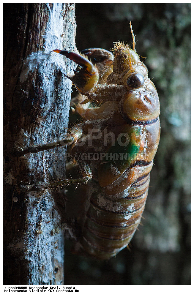 ������������� ����, ������, ����������, �����, ����������, �����, ��������, ��������, ���������, ���������, XYZ, ������, ������ ������,��������� ������, Cicadidae, ������ ������������, Lyristes plebejus, Cicada plebeja, Tibicen plebejus, Fidicina Africana, Tettigonia fraxini, Tettigonia obscura, �������, ��������������, �������������, ��������������