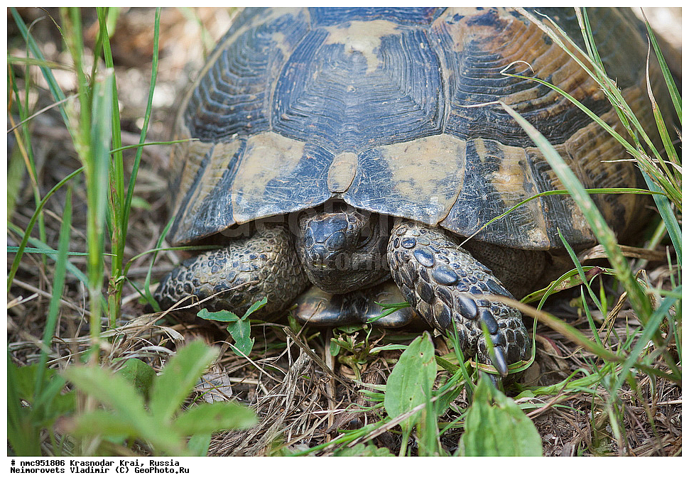 ������������� ����, ������, ����������, �����, ����������, �����, ��������, ��������, ��������������, ��������������, ��������, ��������, XYZ, ���������� ��������, Testudinidae, ����������������� ��������, ��������� ��������, ���������� ��������, Testudo graeca, �������� �����������, Testudo graeca nikolskii