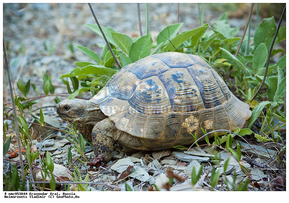 ������������� ����, ������, ����������, �����, ����������, �����, ��������, ��������, ��������������, ��������������, ��������, ��������, XYZ, ���������� ��������, Testudinidae, ����������������� ��������, ��������� ��������, ���������� ��������, Testudo graeca, �������� �����������, Testudo graeca nikolskii