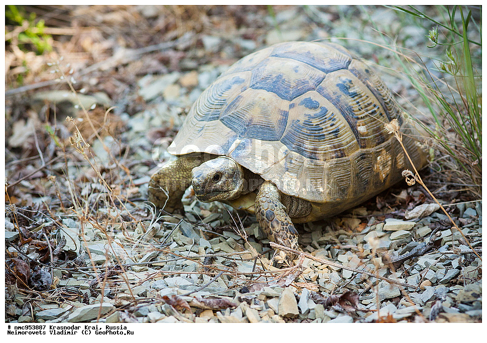 ������������� ����, ������, ����������, �����, ����������, �����, ��������, ��������, ��������������, ��������������, ��������, ��������, XYZ, ���������� ��������, Testudinidae, ����������������� ��������, ��������� ��������, ���������� ��������, Testudo graeca, �������� �����������, Testudo graeca nikolskii
