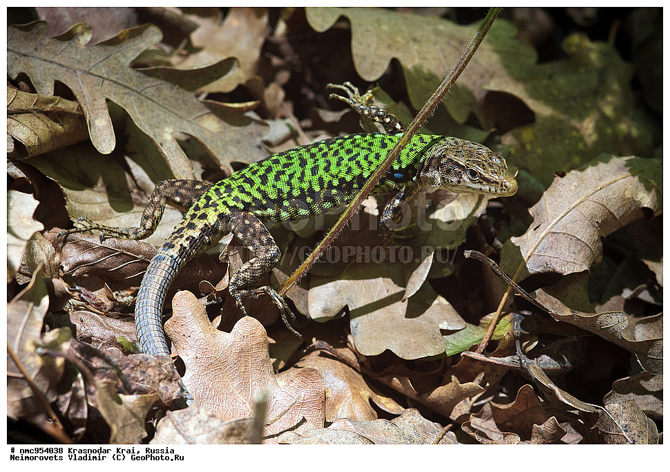 ������������� ����, ������, ����������, �����, ����������, �����, ��������, ��������, ��������������, ��������������, ��������, ��������, XYZ, ��������� �������, ���������, Lacertidae, �������� ������� ��������, Darevskia brauneri, ��������������, ��������������, ��������, ��������, XYZ, ��������� �������, ���������, Lacertidae, �������� ������� ��������, Darevskia brauneri, ��������������, ��������������, ��������, ��������, XYZ, ��������� �������, ���������, Lacertidae, �������� ������� ��������, Darevskia brauneri, ��������������, ��������������, ��������, ��������, XYZ, ��������� �������, ���������, Lacertidae, �������� ������� ��������, Darevskia brauneri