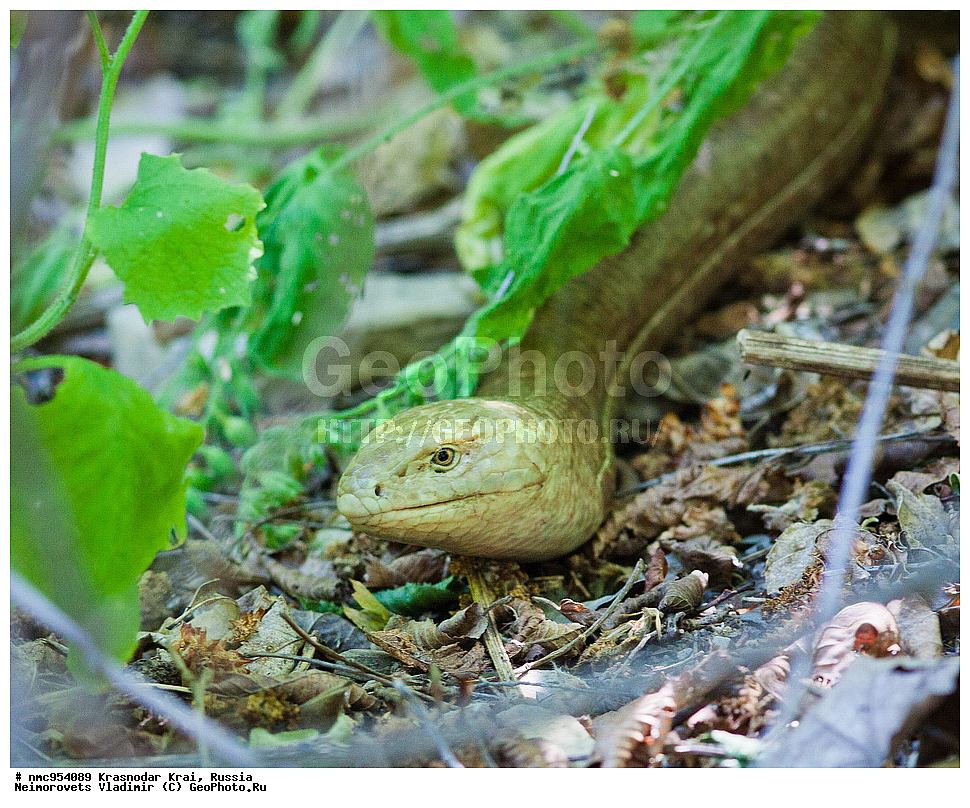 ������������� ����, ������, ����������, �����, ����������, �����, ��������, ��������, ��������������, ��������������, ��������, ��������, XYZ, �������������, Anguidae, ����������, Pseudopus apodus, ���������� ����������, ���������� ��������, Pseudopus apodus thracius, �������, �������