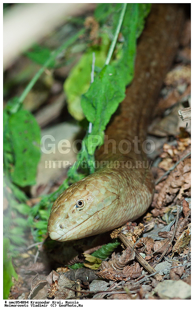 ������������� ����, ������, ����������, �����, ����������, �����, ��������, ��������, ��������������, ��������������, ��������, ��������, XYZ, �������������, Anguidae, ����������, Pseudopus apodus, ���������� ����������, ���������� ��������, Pseudopus apodus thracius, �������, �������