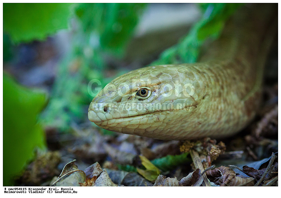 ������������� ����, ������, ����������, �����, ����������, �����, ��������, ��������, ��������������, ��������������, ��������, ��������, XYZ, �������������, Anguidae, ����������, Pseudopus apodus, ���������� ����������, ���������� ��������, Pseudopus apodus thracius, �������, �������