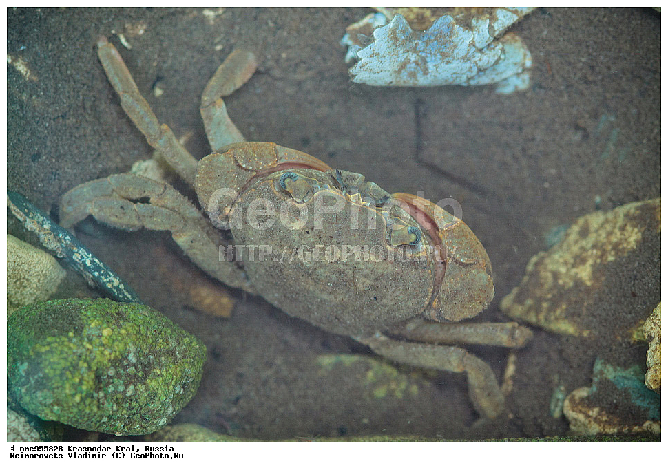 ������������� ����, ������, ����������, �����, ����������, �����, ��������, ��������, XYZ, Potamidae, ������������ ���������� ����, ���������� �������, Potamon ibericum,Cancer ibericum