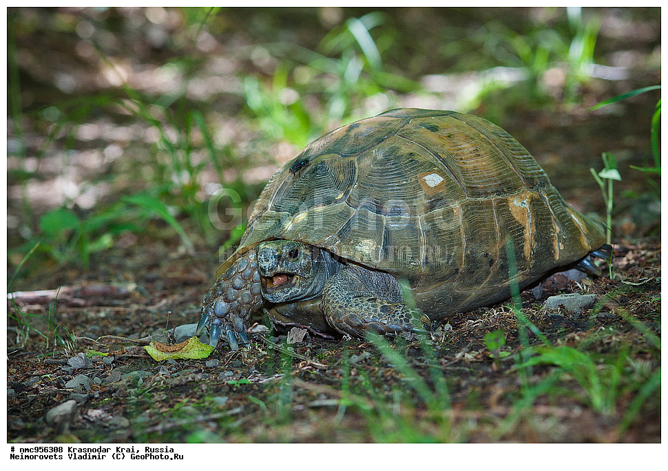 ������������� ����, ������, ����������, �����, ����������, �����, ��������, ��������, ��������������, ��������������, ��������, ��������, XYZ, ���������� ��������, Testudinidae, ����������������� ��������, ��������� ��������, ���������� ��������, Testudo graeca, �������� �����������, Testudo graeca nikolskii