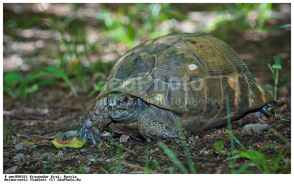 ������������� ����, ������, ����������, �����, ����������, �����, ��������, ��������, ��������������, ��������������, ��������, ��������, XYZ, ���������� ��������, Testudinidae, ����������������� ��������, ��������� ��������, ���������� ��������, Testudo graeca, �������� �����������, Testudo graeca nikolskii