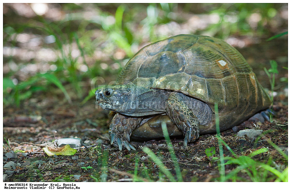 ������������� ����, ������, ����������, �����, ����������, �����, ��������, ��������, ��������������, ��������������, ��������, ��������, XYZ, ���������� ��������, Testudinidae, ����������������� ��������, ��������� ��������, ���������� ��������, Testudo graeca, �������� �����������, Testudo graeca nikolskii