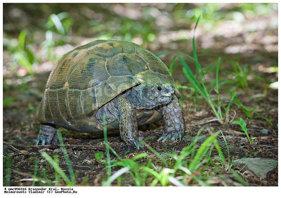 ������������� ����, ������, ����������, �����, ����������, �����, ��������, ��������, ��������������, ��������������, ��������, ��������, XYZ, ���������� ��������, Testudinidae, ����������������� ��������, ��������� ��������, ���������� ��������, Testudo graeca, �������� �����������, Testudo graeca nikolskii