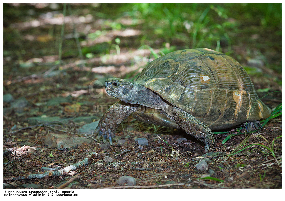 ������������� ����, ������, ����������, �����, ����������, �����, ��������, ��������, ��������������, ��������������, ��������, ��������, XYZ, ���������� ��������, Testudinidae, ����������������� ��������, ��������� ��������, ���������� ��������, Testudo graeca, �������� �����������, Testudo graeca nikolskii