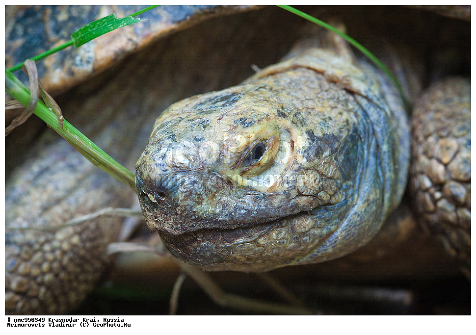 ������������� ����, ������, ����������, �����, ����������, �����, ��������, ��������, ��������������, ��������������, ��������, ��������, XYZ, ���������� ��������, Testudinidae, ����������������� ��������, ��������� ��������, ���������� ��������, Testudo graeca, �������� �����������, Testudo graeca nikolskii