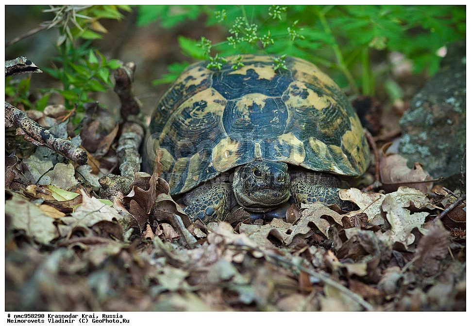 ������������� ����, ������, ����������, �����, ����������, �����, ��������, ��������, ��������������, ��������������, ��������, ��������, XYZ, ���������� ��������, Testudinidae, ����������������� ��������, ��������� ��������, ���������� ��������, Testudo graeca, �������� �����������, Testudo graeca nikolskii