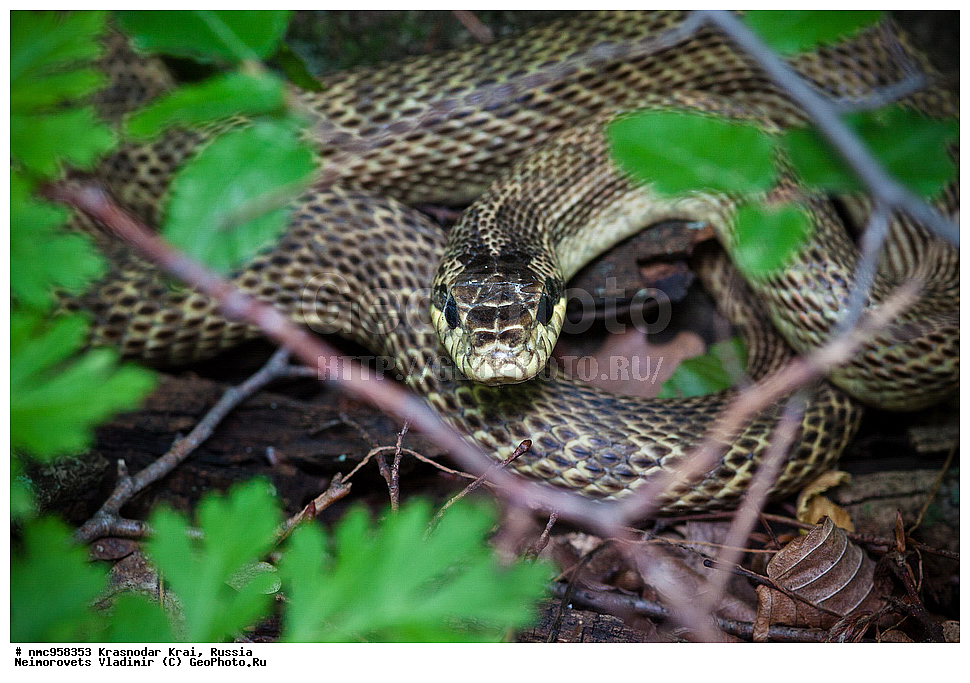 ������������� ����, ������, ����������, �����, ����������, �����, ��������, ��������, ��������������, ��������������, ��������, ��������, �����������, Colubridae, �������� �����, ���������� �����, Elaphe sauromates, Elaphe quatuorlineata sauromates, XYZ