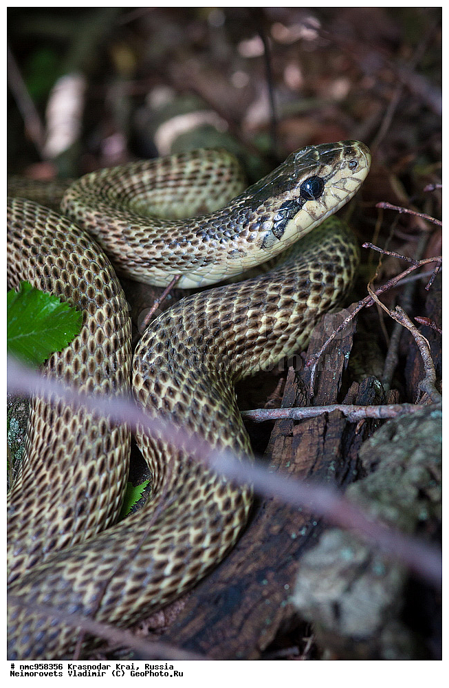 ������������� ����, ������, ����������, �����, ����������, �����, ��������, ��������, ��������������, ��������������, ��������, ��������, �����������, Colubridae, �������� �����, ���������� �����, Elaphe sauromates, Elaphe quatuorlineata sauromates, XYZ