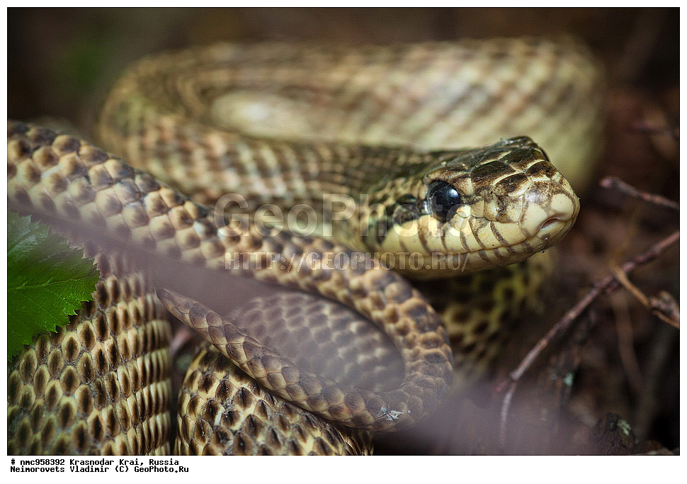 ������������� ����, ������, ����������, �����, ����������, �����, ��������, ��������, ��������������, ��������������, ��������, ��������, �����������, Colubridae, �������� �����, ���������� �����, Elaphe sauromates, Elaphe quatuorlineata sauromates, XYZ