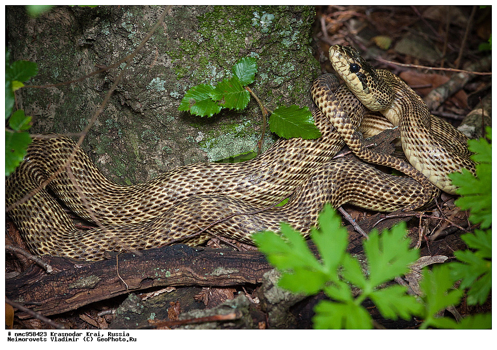 ������������� ����, ������, ����������, �����, ����������, �����, ��������, ��������, ��������������, ��������������, ��������, ��������, �����������, Colubridae, �������� �����, ���������� �����, Elaphe sauromates, Elaphe quatuorlineata sauromates, XYZ