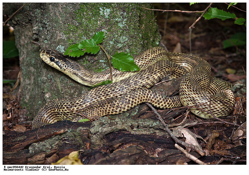 ������������� ����, ������, ����������, �����, ����������, �����, ��������, ��������, ��������������, ��������������, ��������, ��������, �����������, Colubridae, �������� �����, ���������� �����, Elaphe sauromates, Elaphe quatuorlineata sauromates, XYZ