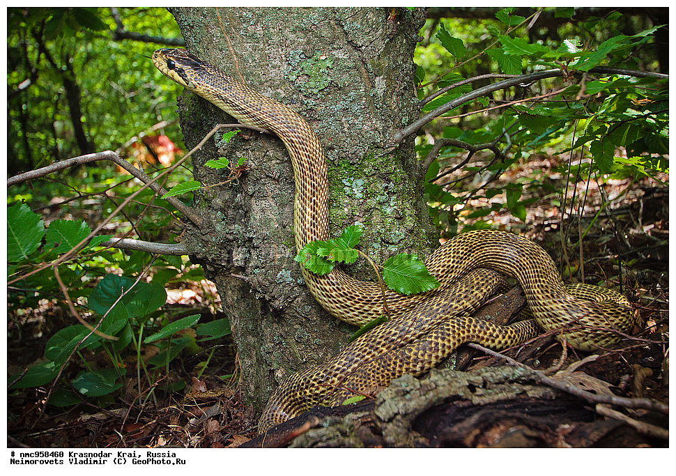 ������������� ����, ������, ����������, �����, ����������, �����, ��������, ��������, ��������������, ��������������, ��������, ��������, �����������, Colubridae, �������� �����, ���������� �����, Elaphe sauromates, Elaphe quatuorlineata sauromates, XYZ