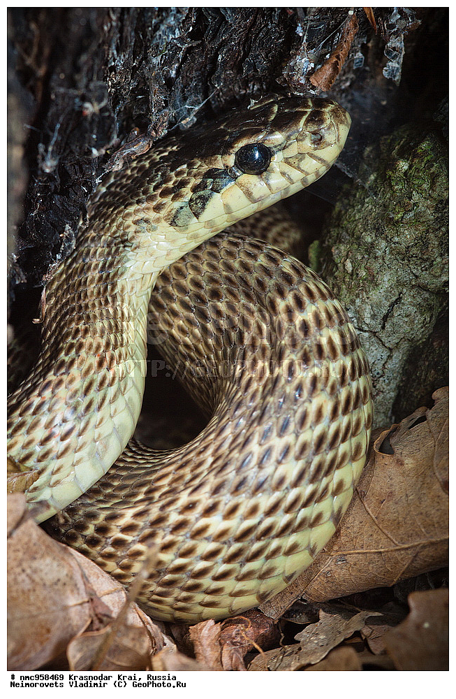 ������������� ����, ������, ����������, �����, ����������, �����, ��������, ��������, ��������������, ��������������, ��������, ��������, �����������, Colubridae, �������� �����, ���������� �����, Elaphe sauromates, Elaphe quatuorlineata sauromates, XYZ