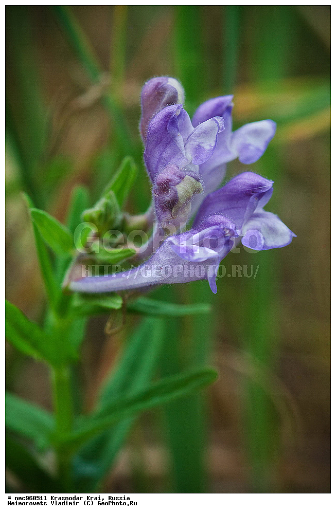 ������������� ����, ������, ����������, �����, ����������, �����, ������ ��������, �����, ��������, ���������� ��������, ������, �����, ������������ ��������, XYZ, ����������, �����������, Lamiaceae, Labiatae, ������� ������������, Scutellaria hastifolia