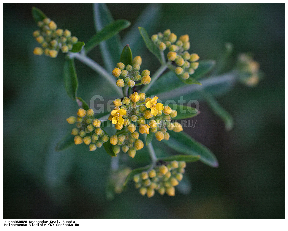  ������������� ����, ������, ����������, �����, ����������, �����, ������ ��������, �����, ��������, ���������� ��������, ������, �����, ������������ ��������, ������ ��������, �����, ���������� ��������, ������������ ��������, ������������ ��������, ������, �����, XYZ, ���������, ����������, �������������, Brassicaceae, Cruciferae, ������� �������, Alyssum murale, Alyssum caucasicum