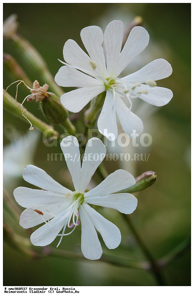  ������������� ����, ������, ����������, �����, ����������, �����, ������ ��������, �����, ��������, ���������� ��������, ������, �����, ������������ ��������, XYZ, �����������, ����������, Caryophyllaceae, ������� �����������, �������� �����������, Silene italica