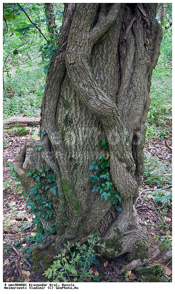  ������������� ����, ������, ����������, �����, ����������, �����, ������ ��������, �����, ��������, ���������� ��������, ������, �����, ������������ ��������, XYZ, ���������, Araliaceae, ���� ������������, ���� ����������, ���� ��������, ���� ��������, ������������ ����, ���������� ����, �������� ����, �������� ����, �������, Hedera helix, Hedera caucasigena, Hedera taurica