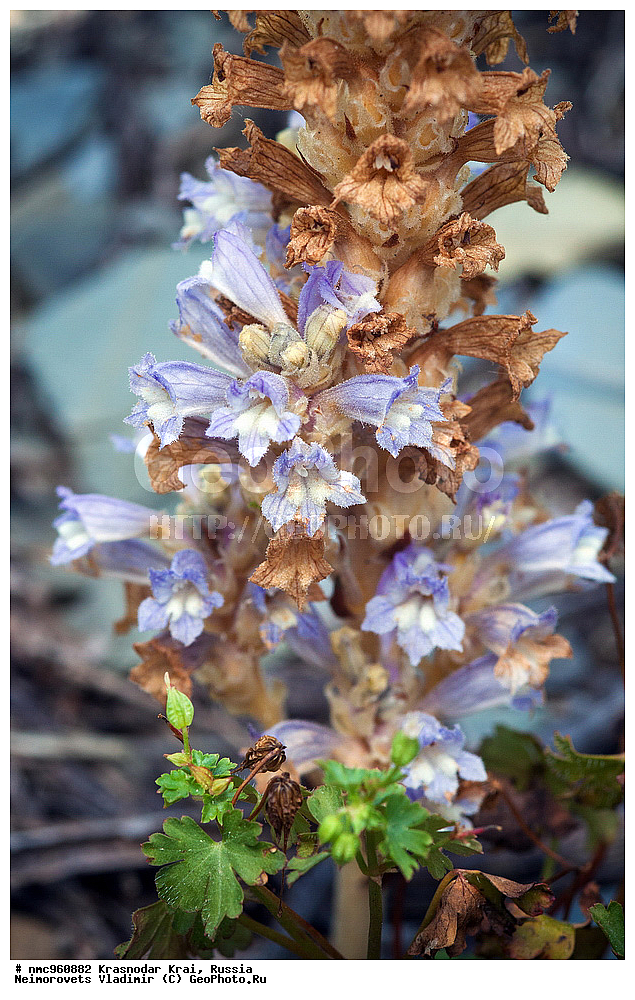  ������������� ����, ������, ����������, �����, ����������, �����, ������ ��������, �����, ��������, ���������� ��������, ������, �����, ������������ ��������, XYZ, ������������, Scrophulariaceae, ��������� ��������������, �������� ���������, �������� ������, �������� ��������������, Phelipanche oxyloba, Orobanche nana, Orobanche oxyloba, Orobanche ramosa, Phelipanche nana, Phelypaea nana, XYZ, ������������, Scrophulariaceae, ��������� ��������������, �������� ���������, �������� ������, �������� ��������������, Phelipanche oxyloba, Orobanche nana, Orobanche oxyloba, Orobanche ramosa, Phelipanche nana, Phelypaea nana, XYZ, ������������, Scrophulariaceae, ��������� ��������������, �������� ���������, �������� ������, �������� ��������������, Phelipanche oxyloba, Orobanche nana, Orobanche oxyloba, Orobanche ramosa, Phelipanche nana, Phelypaea nana