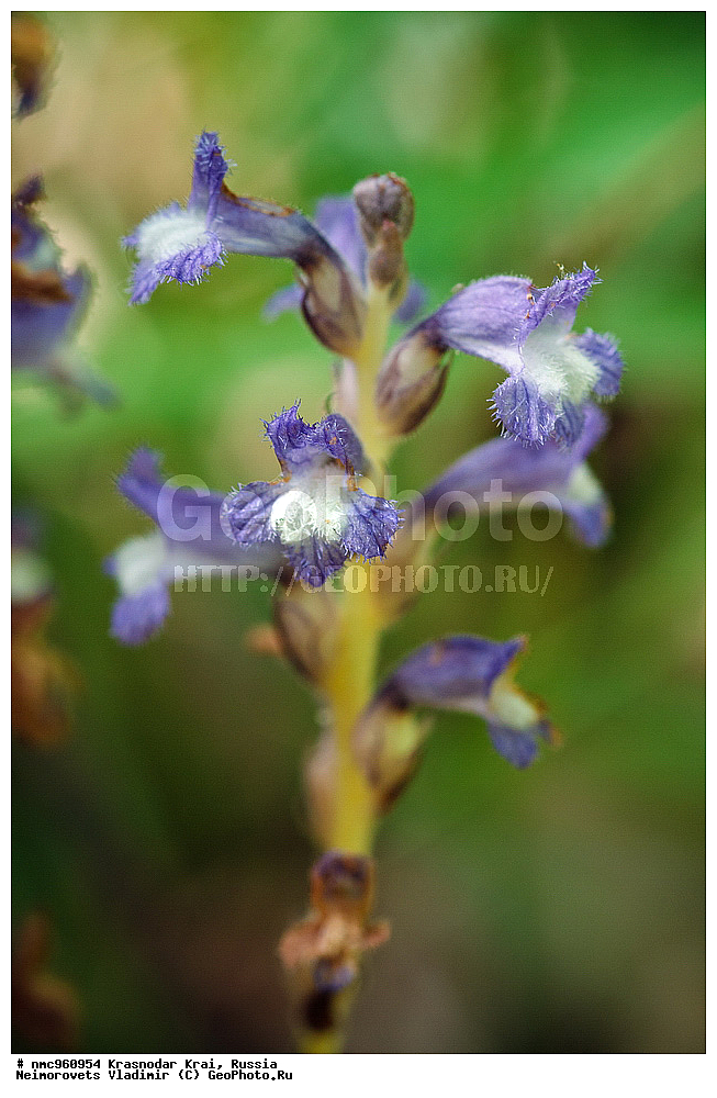  ������������� ����, ������, ����������, �����, ����������, �����, ������ ��������, �����, ��������, ���������� ��������, ������, �����, ������������ ��������, ������ ��������, �����, ���������� ��������, ������������ ��������, ������������ ��������, ������, �����, XYZ, ������������, Scrophulariaceae, ��������� ���������, �������� ���������, �������� ����������, Phelipanche ramosa, Orobanche ramosa